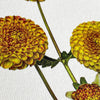 Dahlia