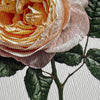 Soft Peach Rose