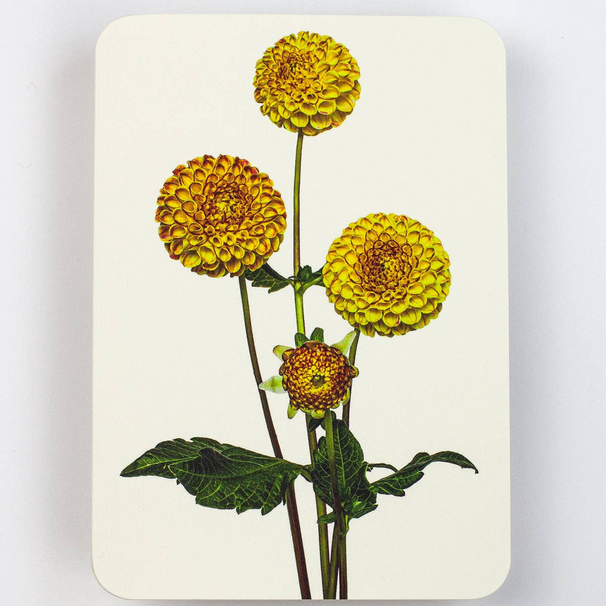 Dahlia