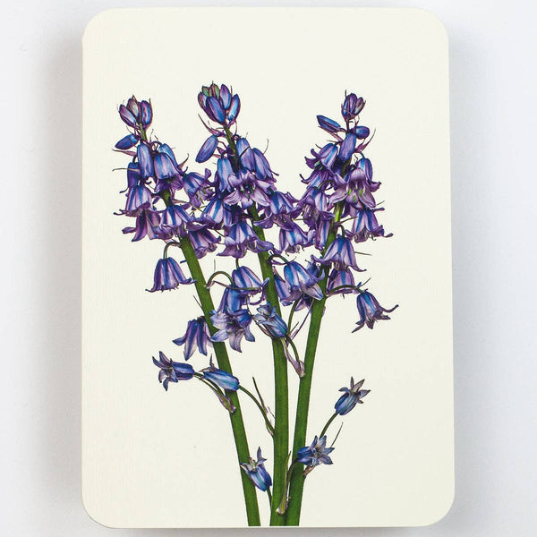 Bluebells