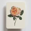 Soft Peach Rose