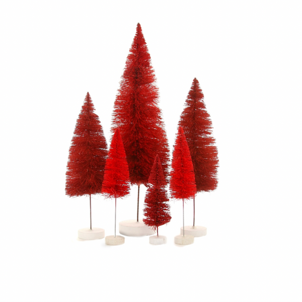 Red Rainbow Bristle Tree